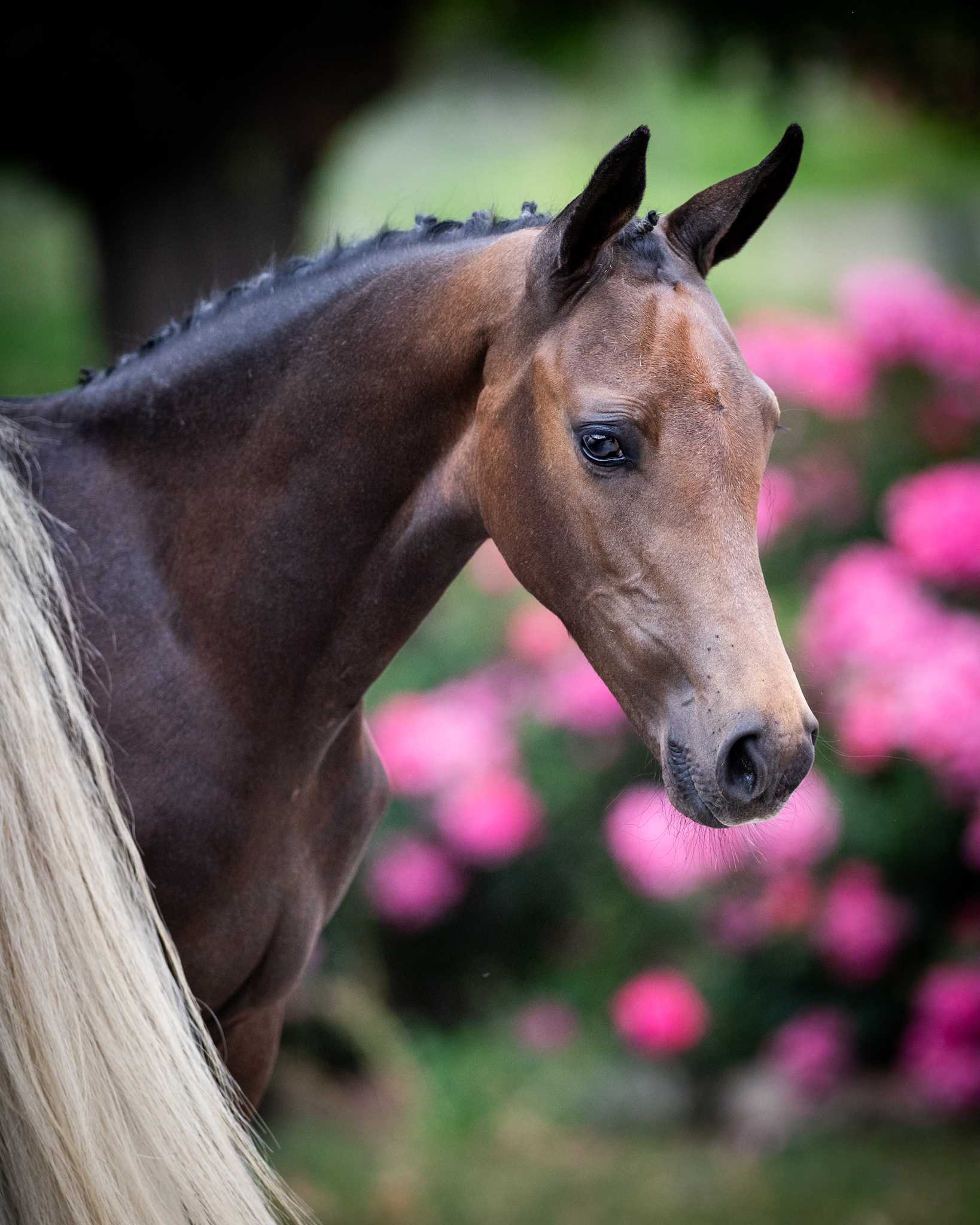 DREAMLINER BELLAMARE (ZINEDREAM x EMERALD VAN 'T RUYTERSHOF) — Holsteiner · Stallion · 1y