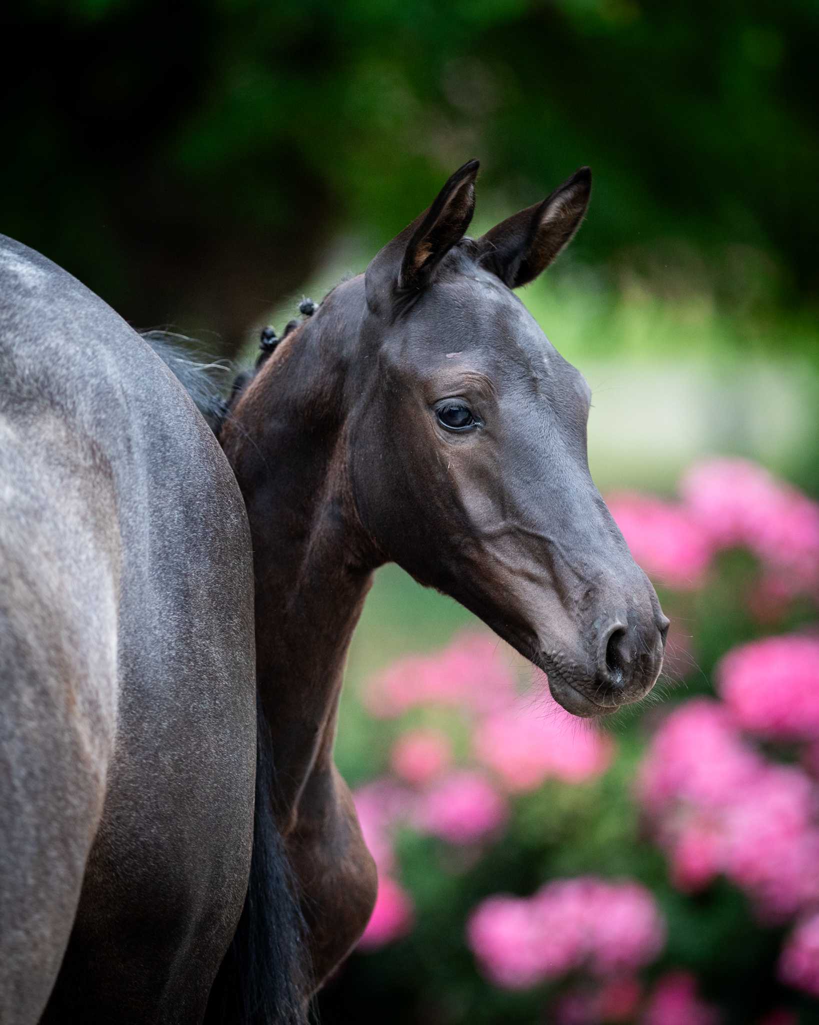 DIVALNUT KNT (DIAMANT DE SEMILLY x ROYAL TOUCH VAN HET SCHAECK) — Holsteiner · Stallion · 1y