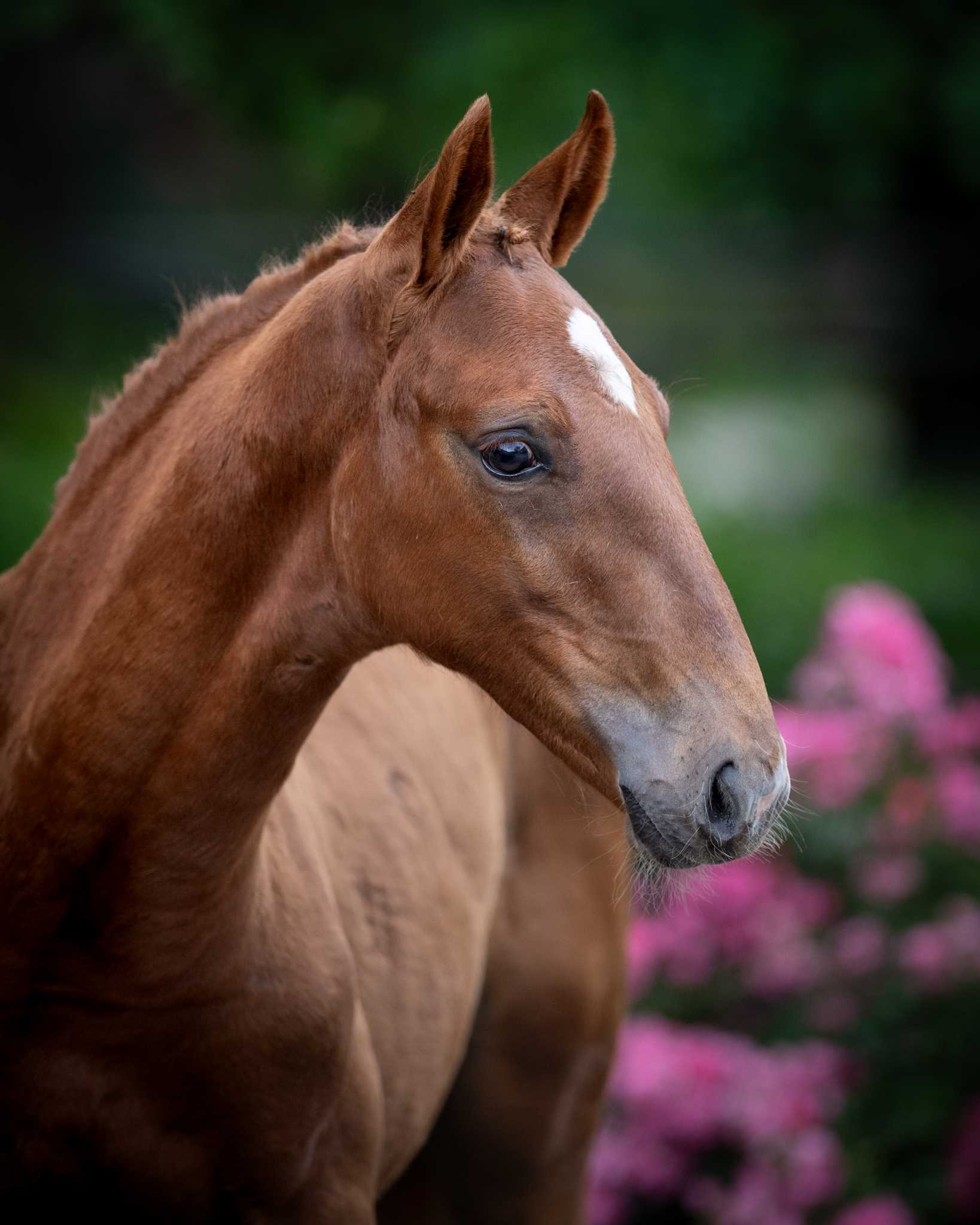 FLYWAY GREENHILLS (HIGHWAY TN NOP x QUINCEROT VAN T&L) — SP · Stallion · 1y