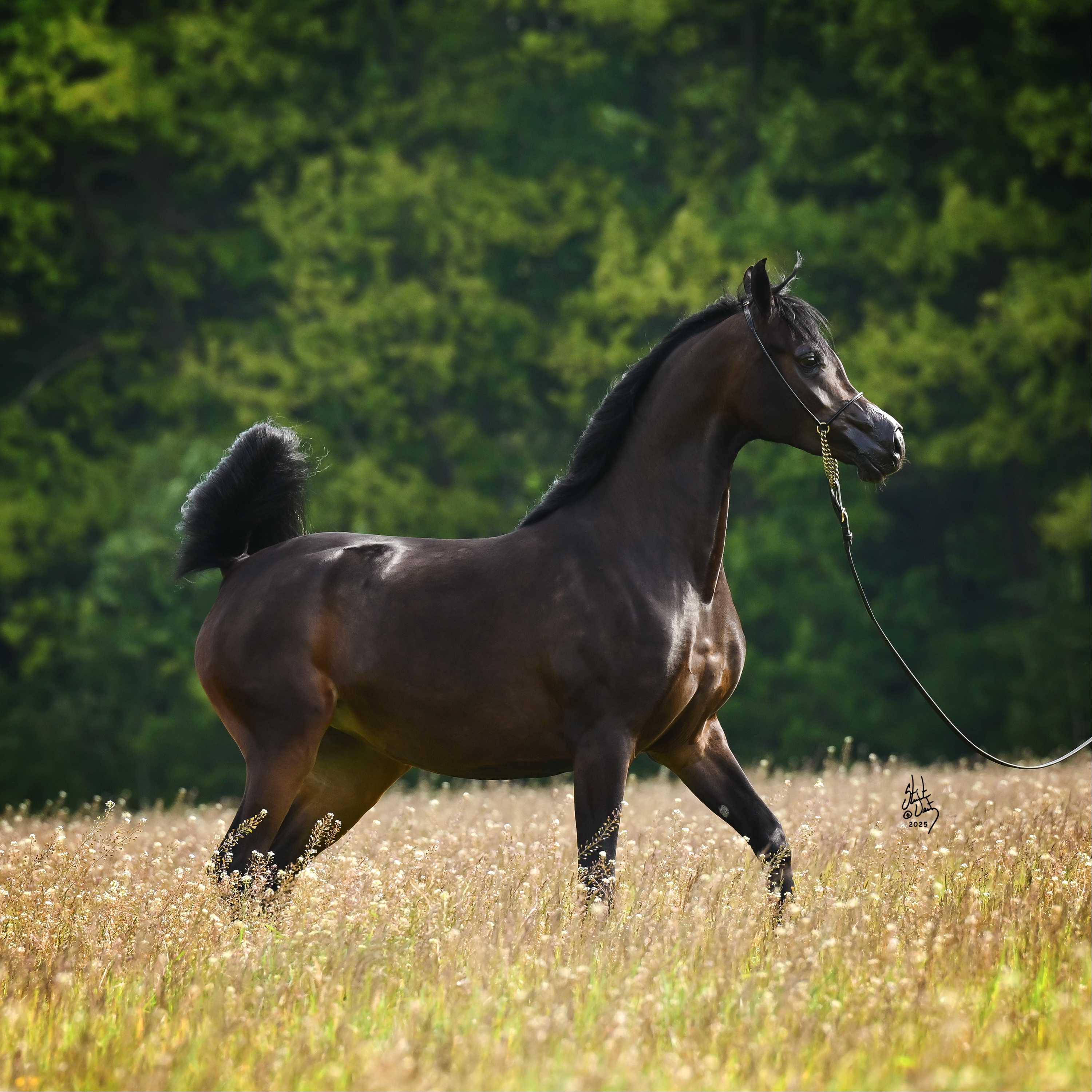 BELLA FLORA — Mare · 4y