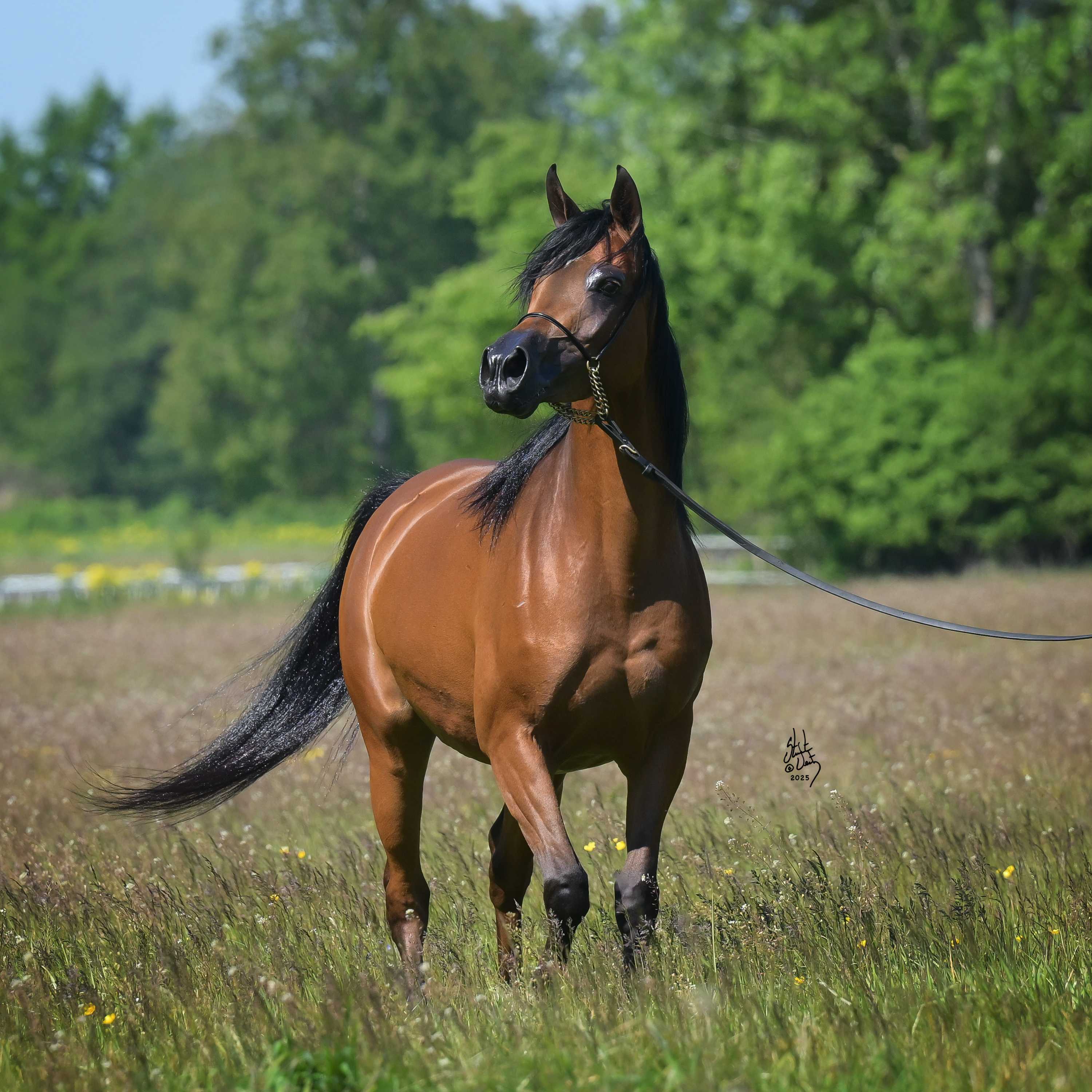 ERITREA — Mare · 6y