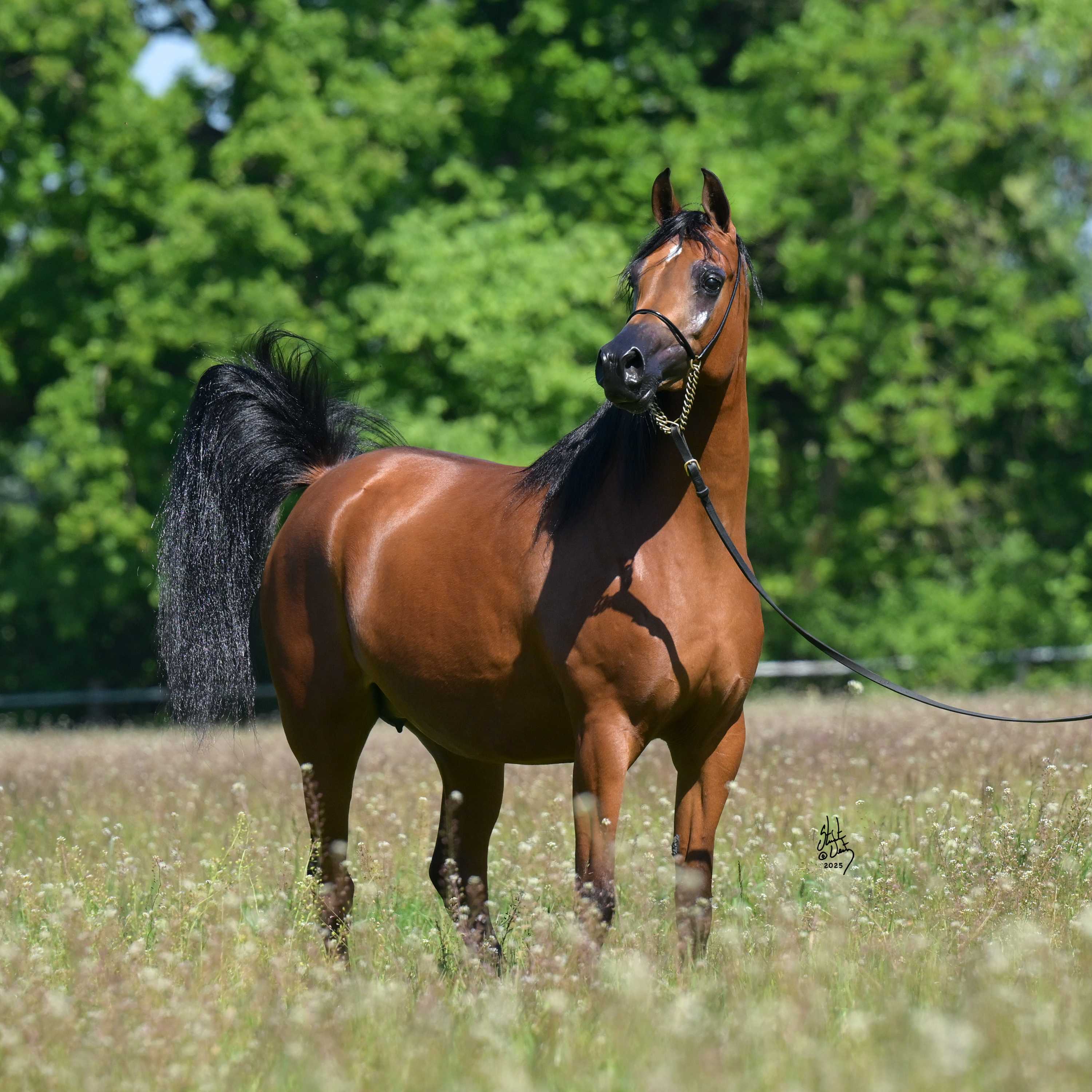 PATINA — Mare · 7y