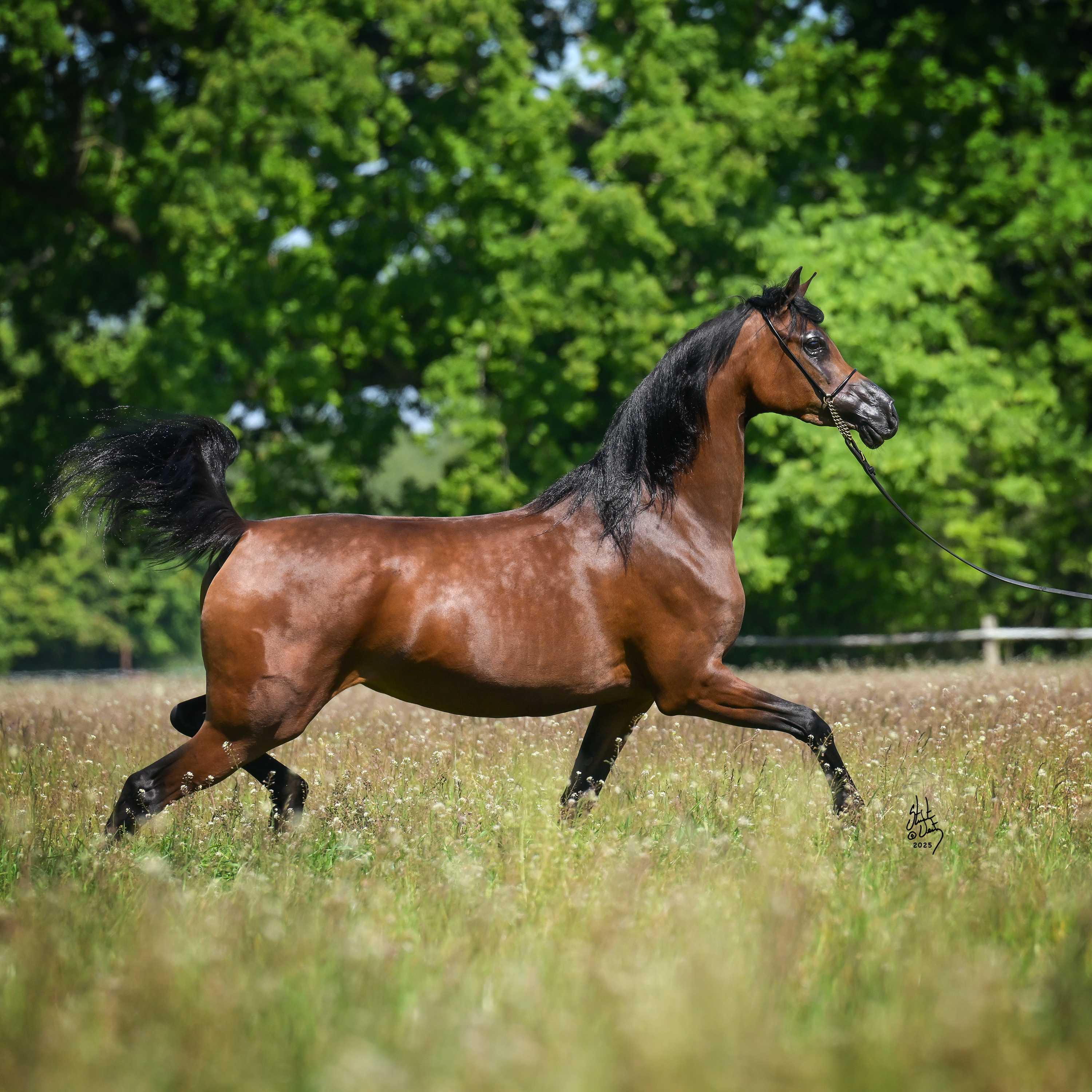 SLOVENIA — Mare · 6y