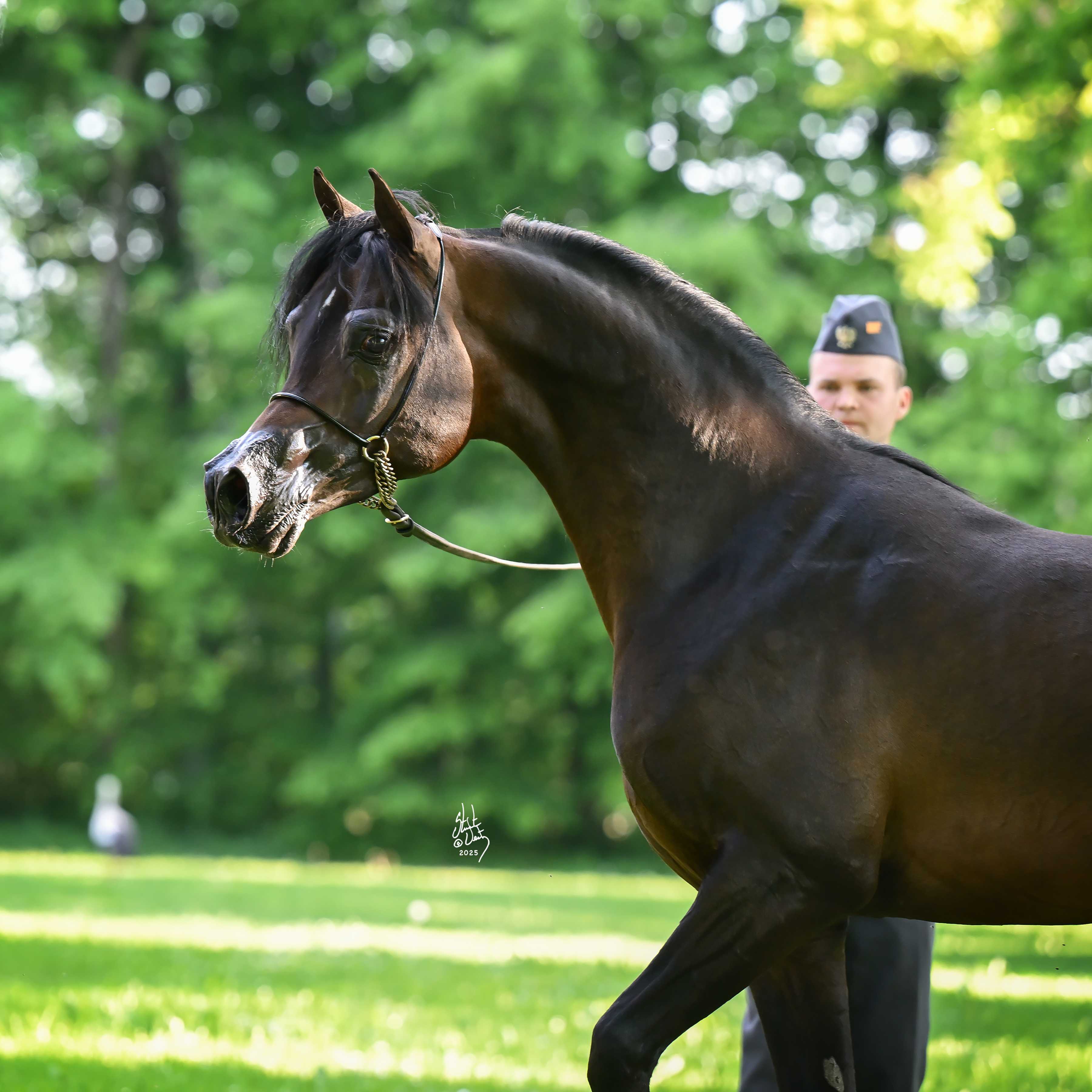 AL NARCISO — Stallion · 5y