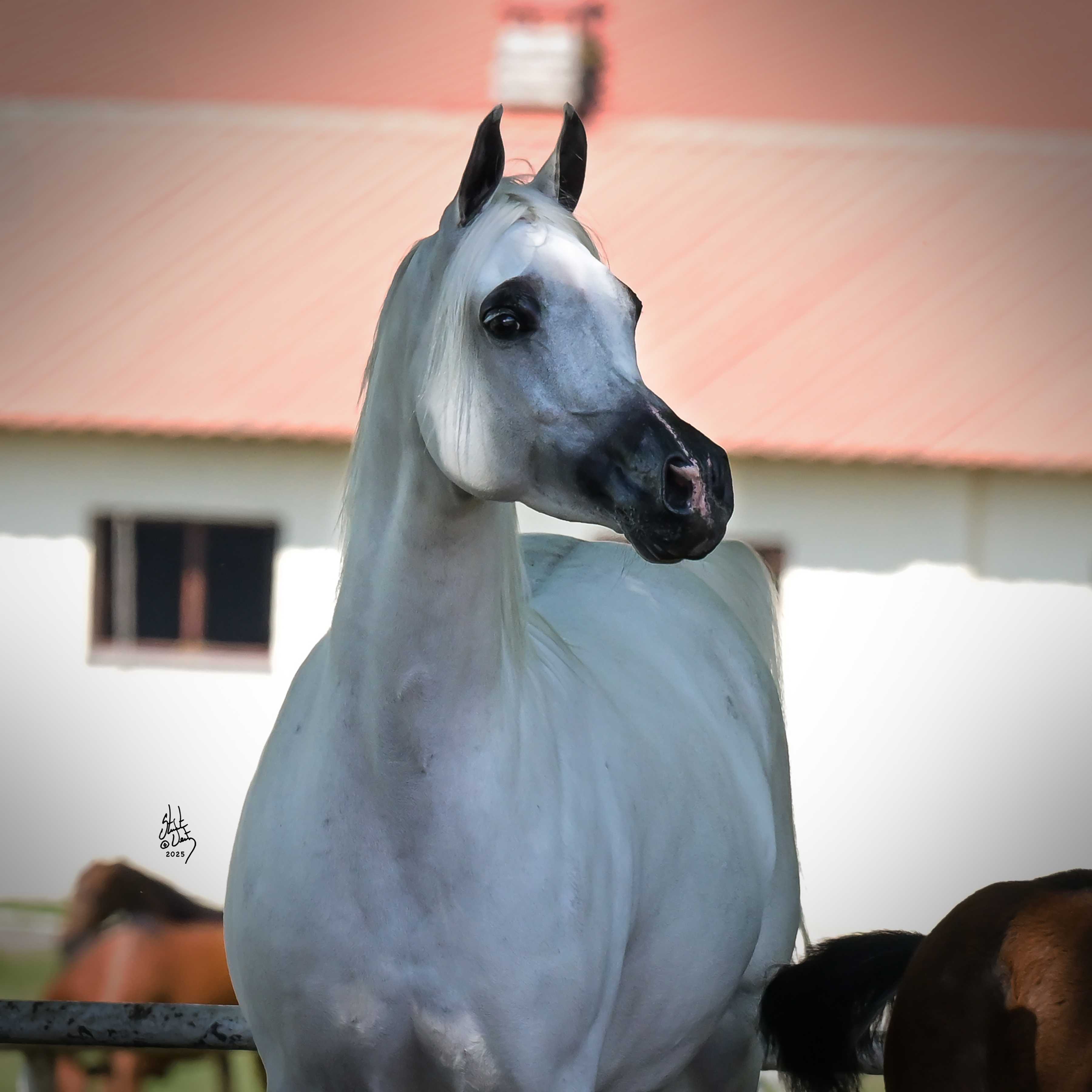 GRENETTA — Mare · 8y