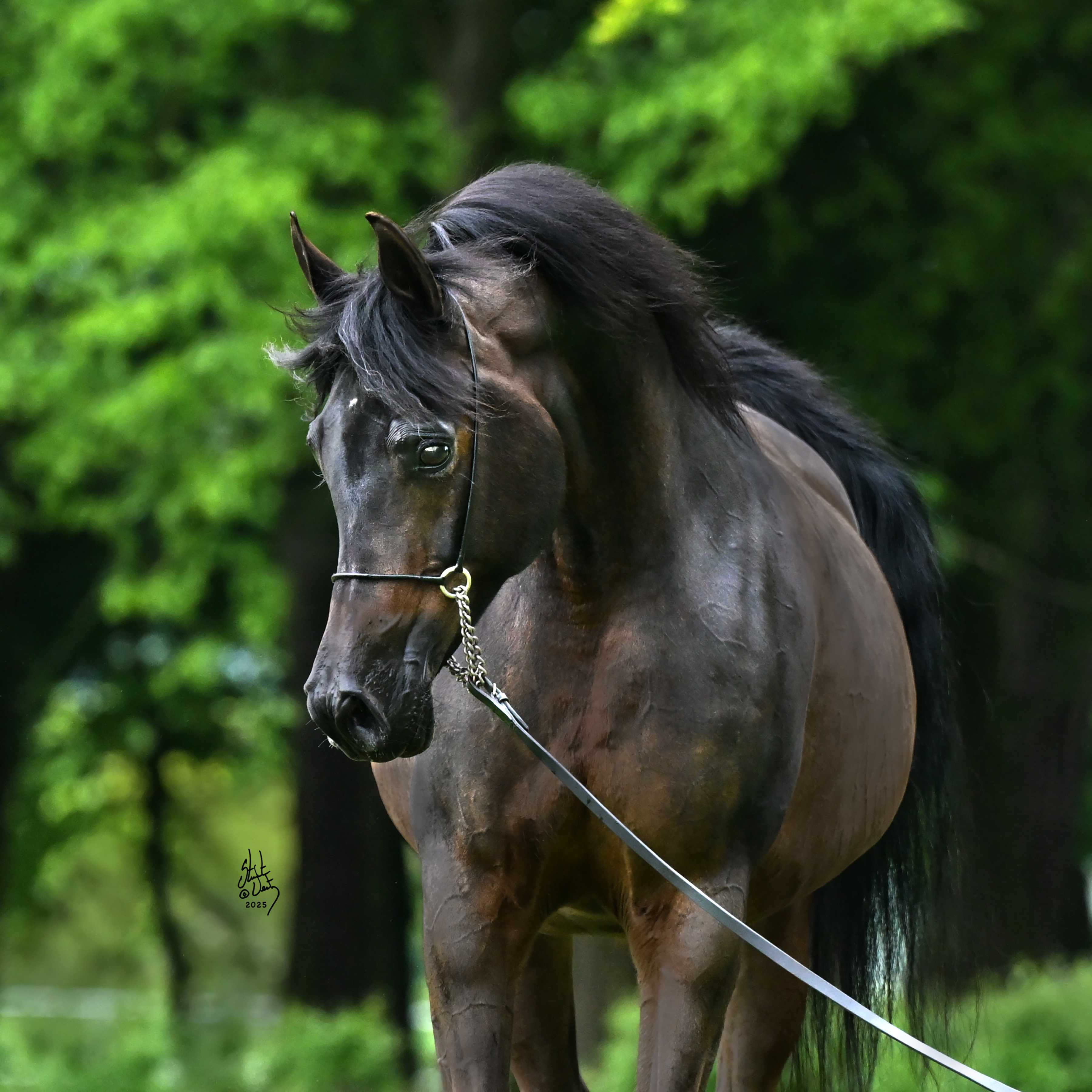 PELIFA — Mare · 12y