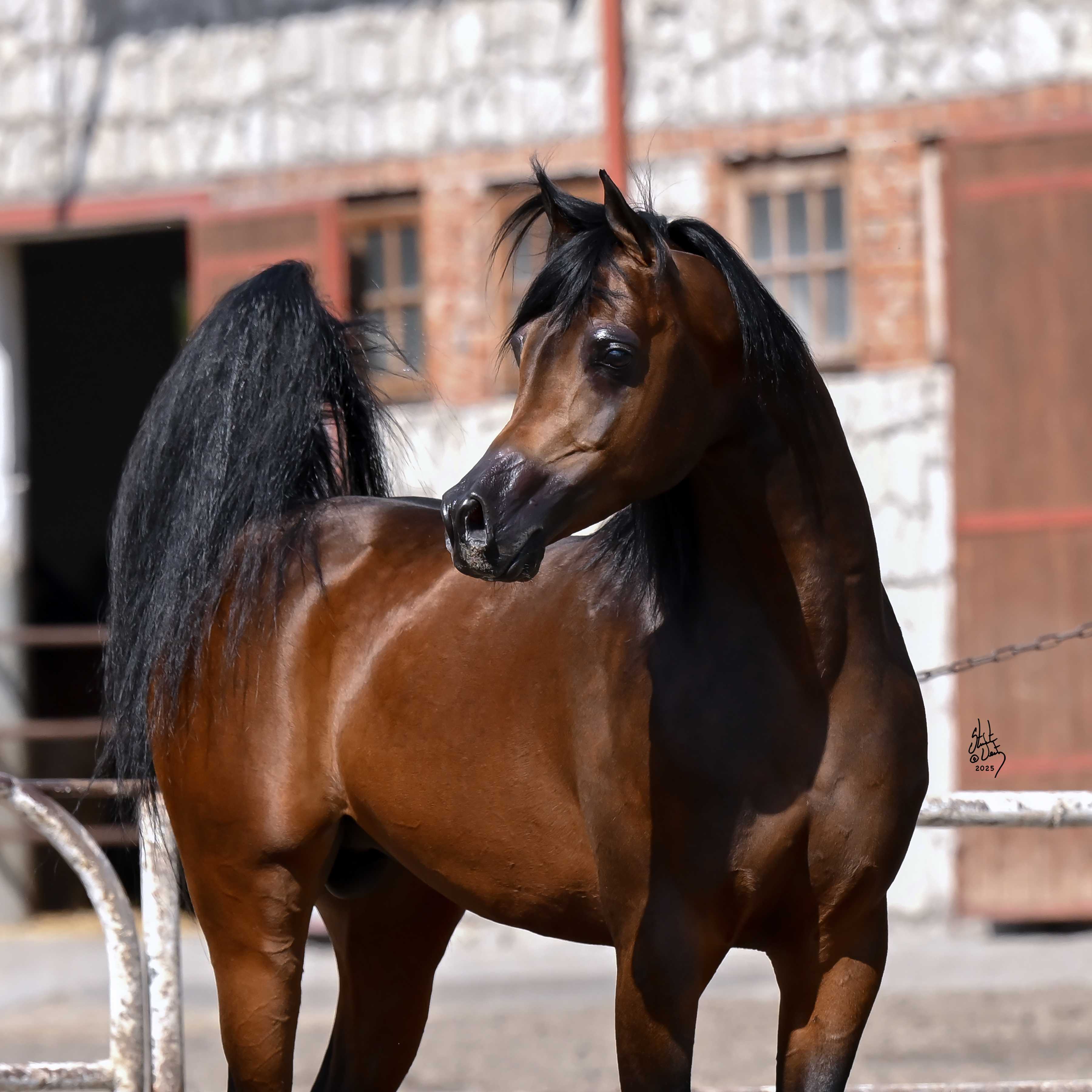 PORTO RICO — Stallion · 6y