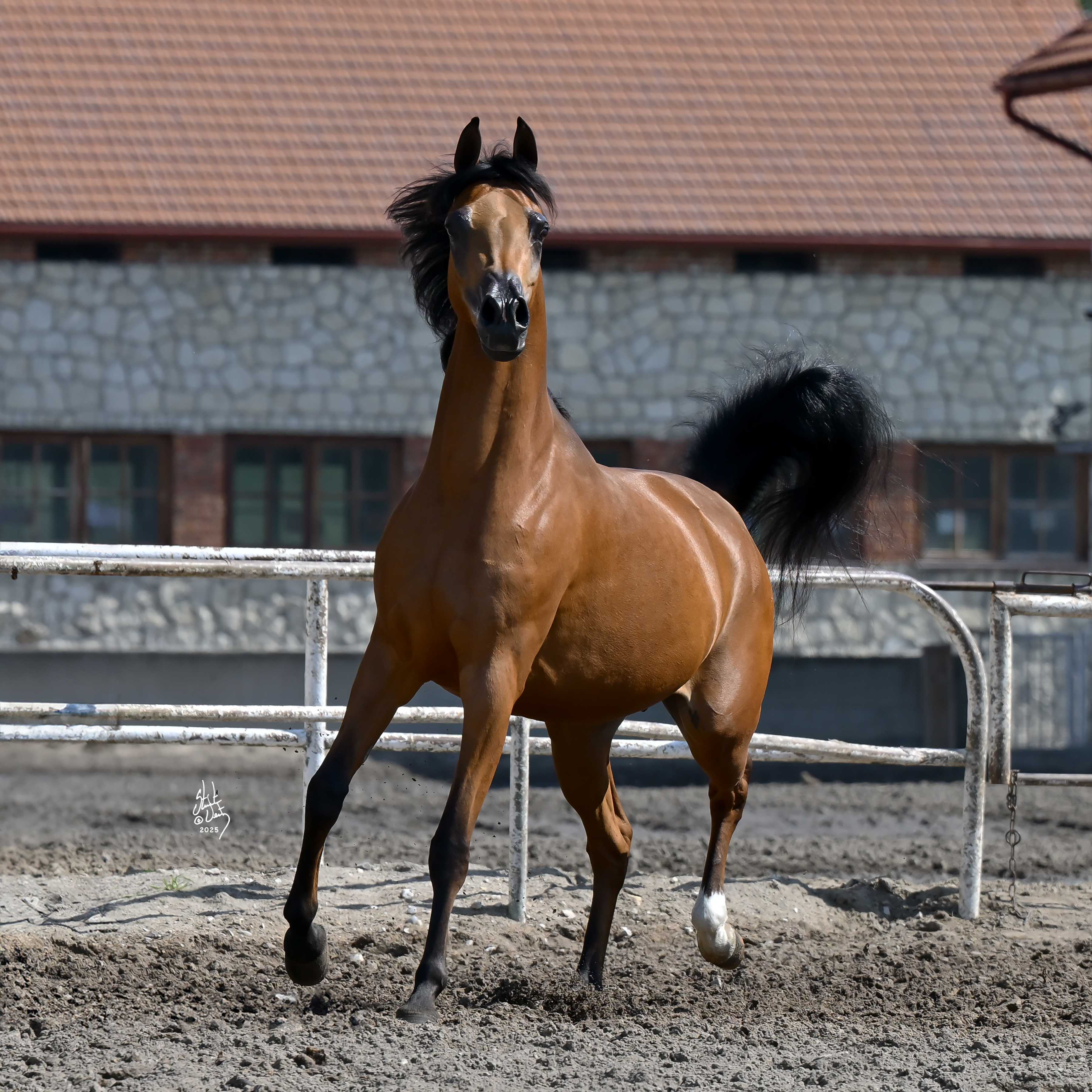 PUSTYNNA LILIA — Mare · 7y