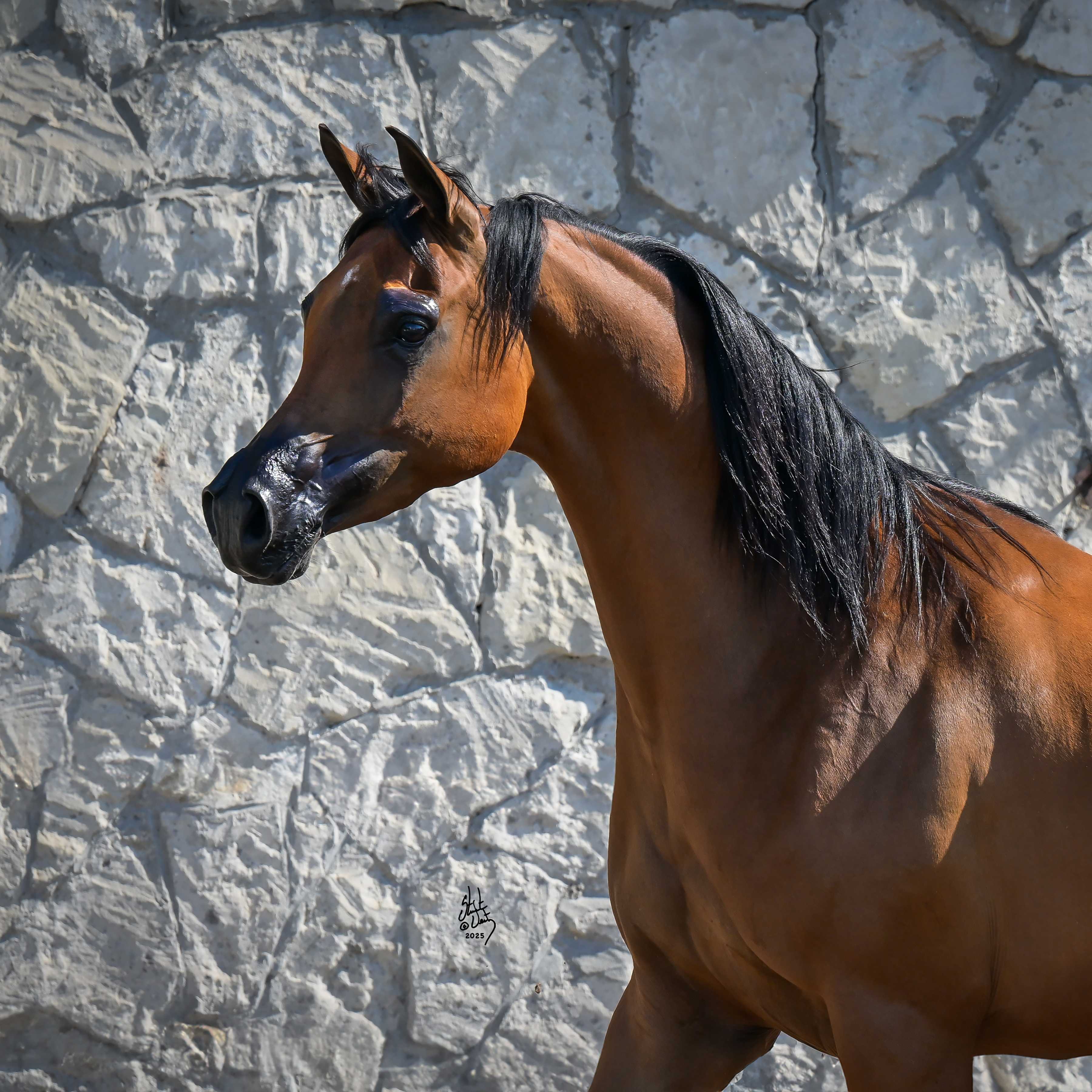 WILDAROSA — Mare · 7y