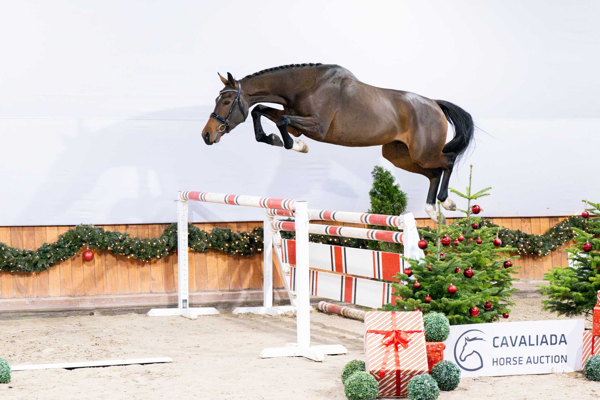 DUBAI (MR. CORNET x CON AIR 7) — Aes · Gelding · 4y