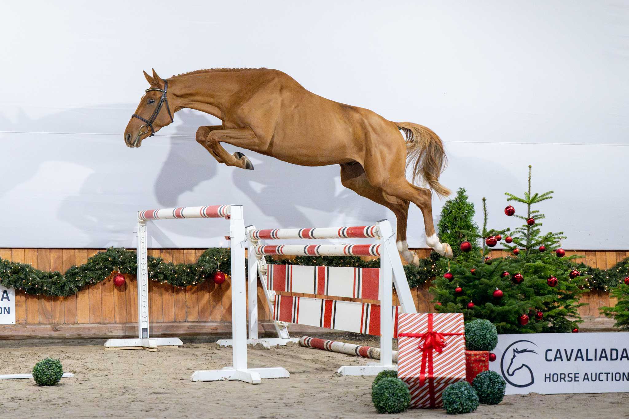 FABINHO SUNRISE (FINISHING TOUCH WARESLAGE x IBISCO XX) — Oldenburg · Stallion · 4y
