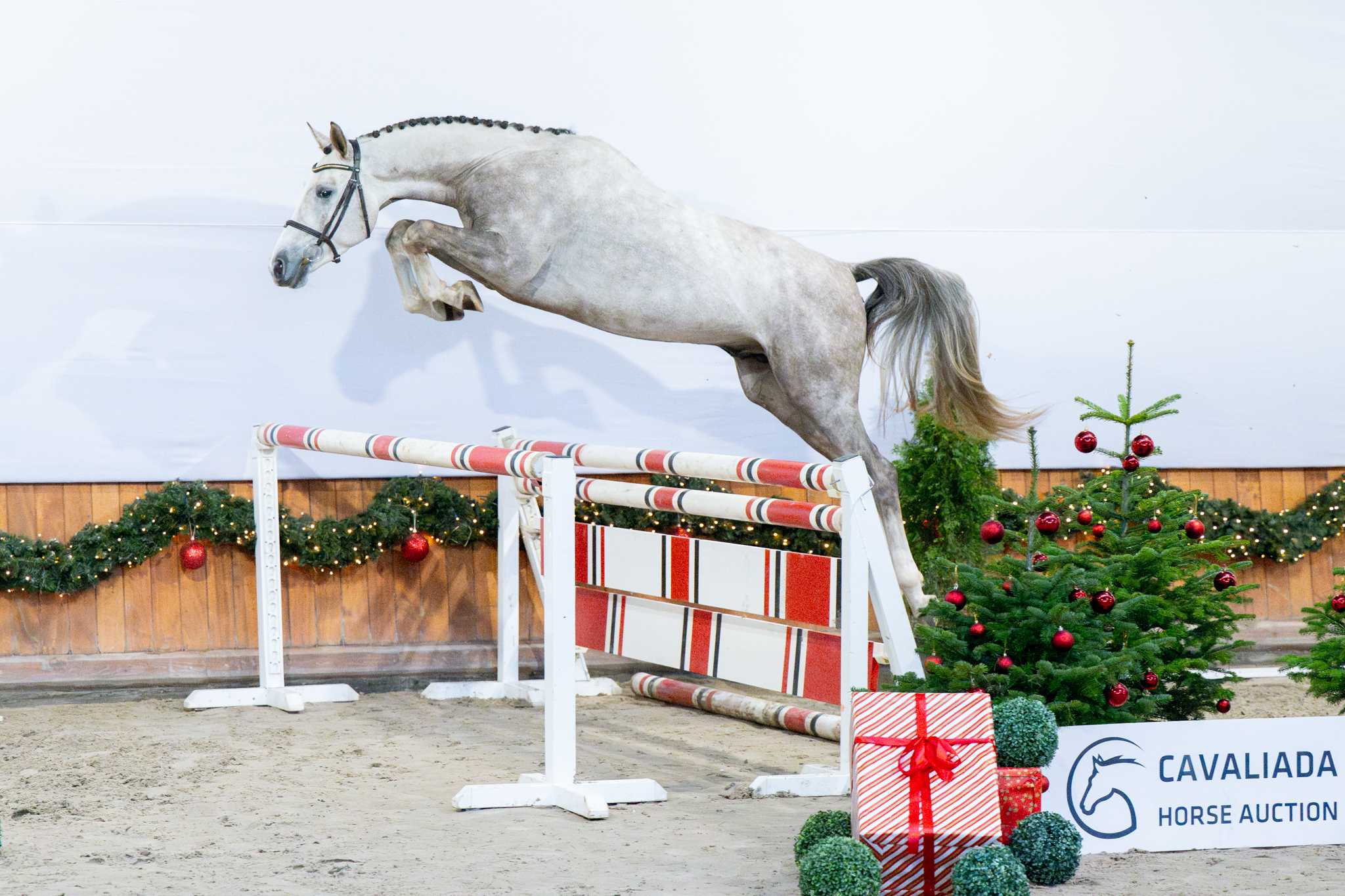 T’CHALLA (NEVADOS S  x GLOBAL EXPRESS VDL) — Aes · Stallion · 4y