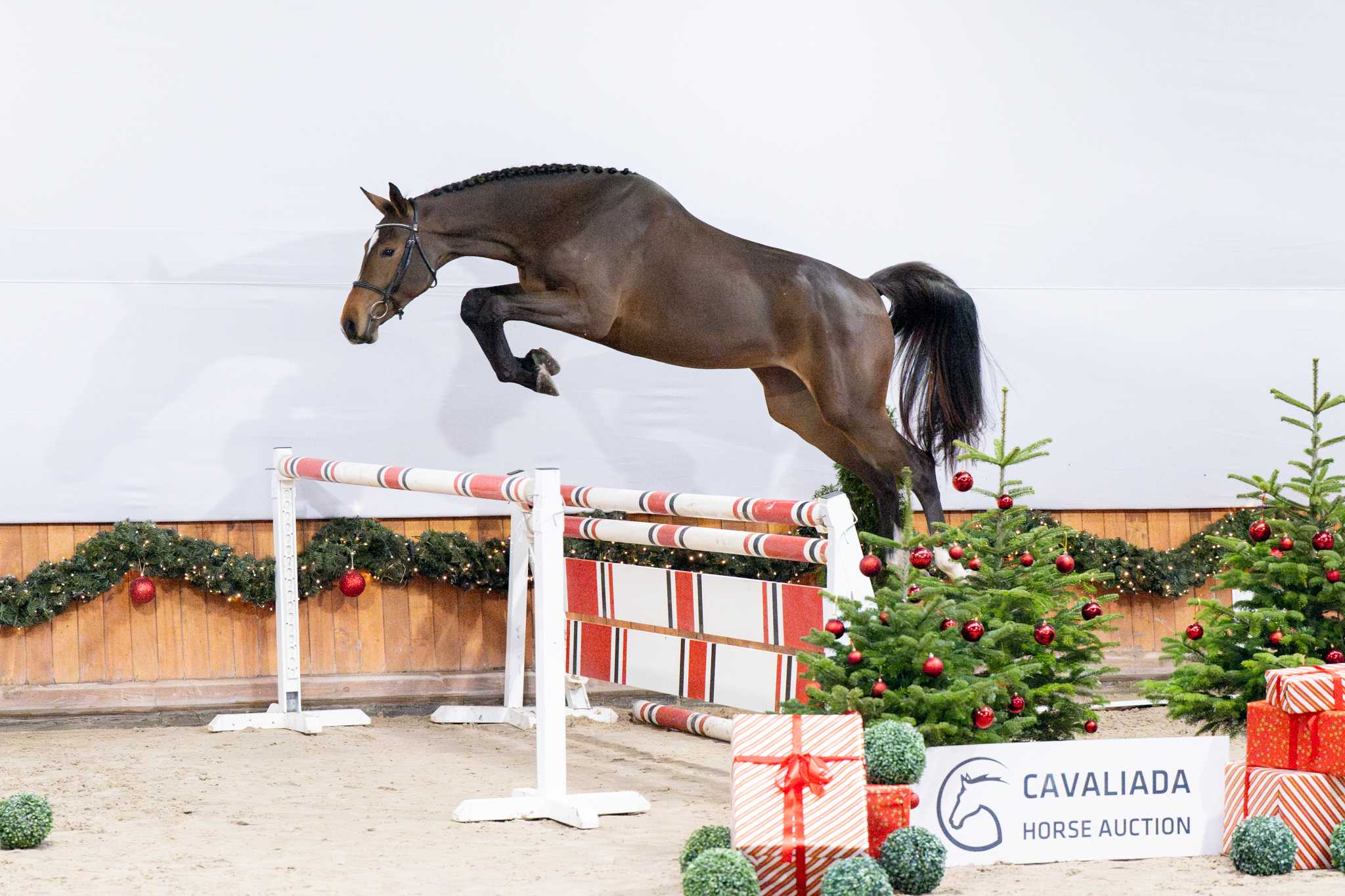 REIVEN GIRL CK (GRANDORADO TN N.O.P.  x  I'M SPECIAL DE MUZE) — Holsteiner · Mare · 3y