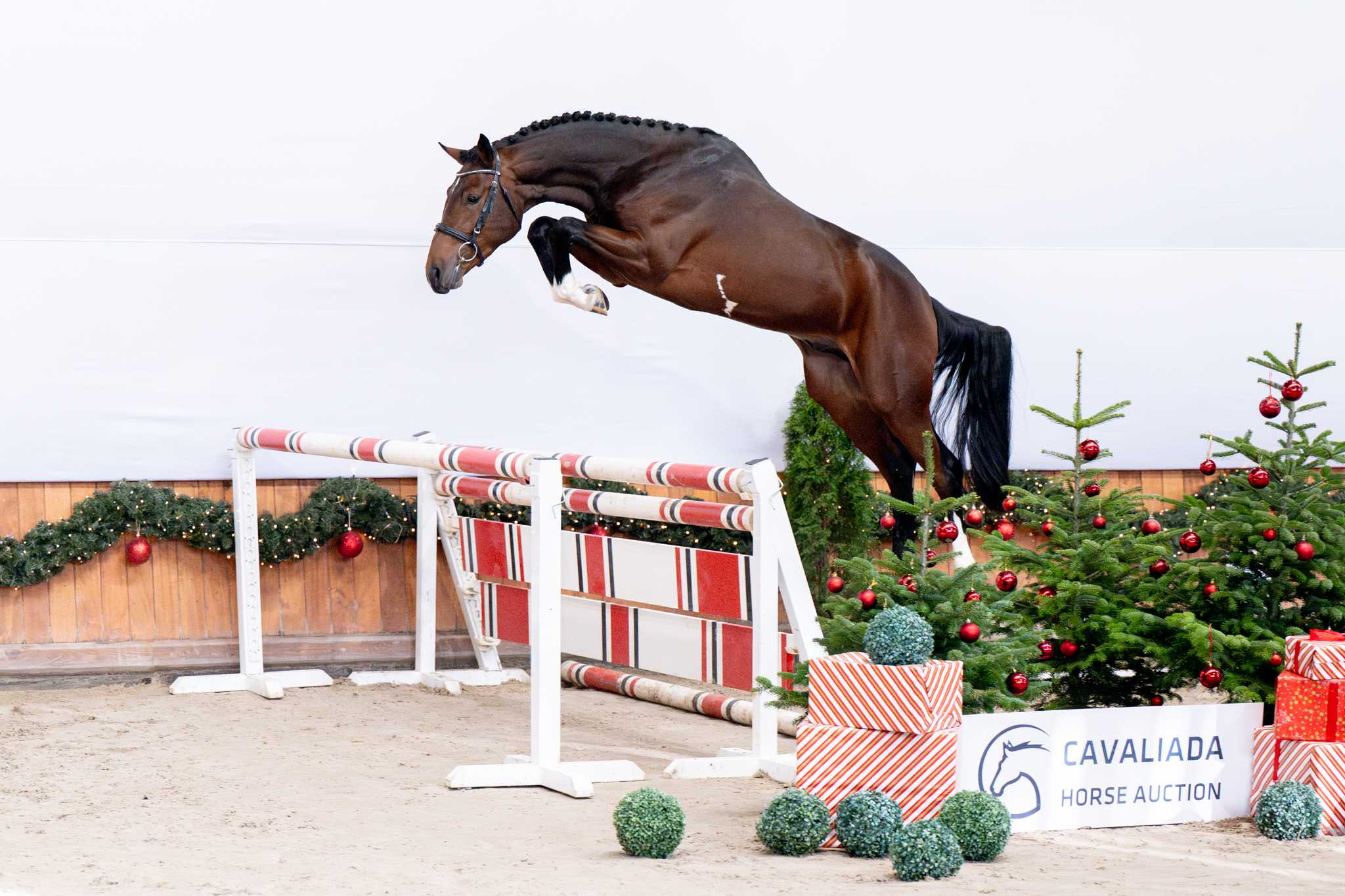 ONLY TIJI HERO AZ (DOURKHAN HERO Z x OLD CHAP TAME) — Brown · Stallion · 3y