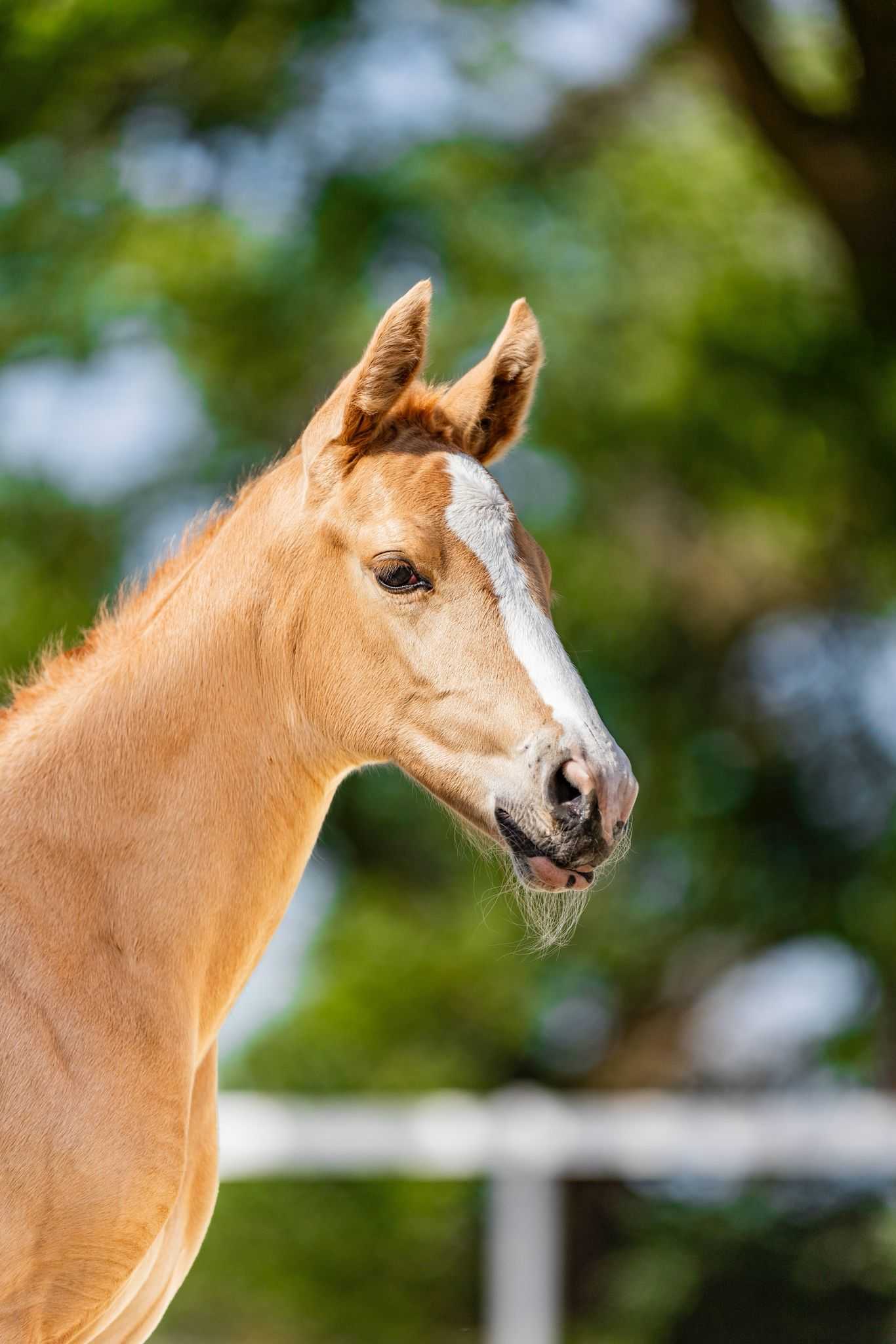 Elona MCW Z (Ermitage Kalone x GFS Lord of the Dance) — Zangersheide · Mare · 0y