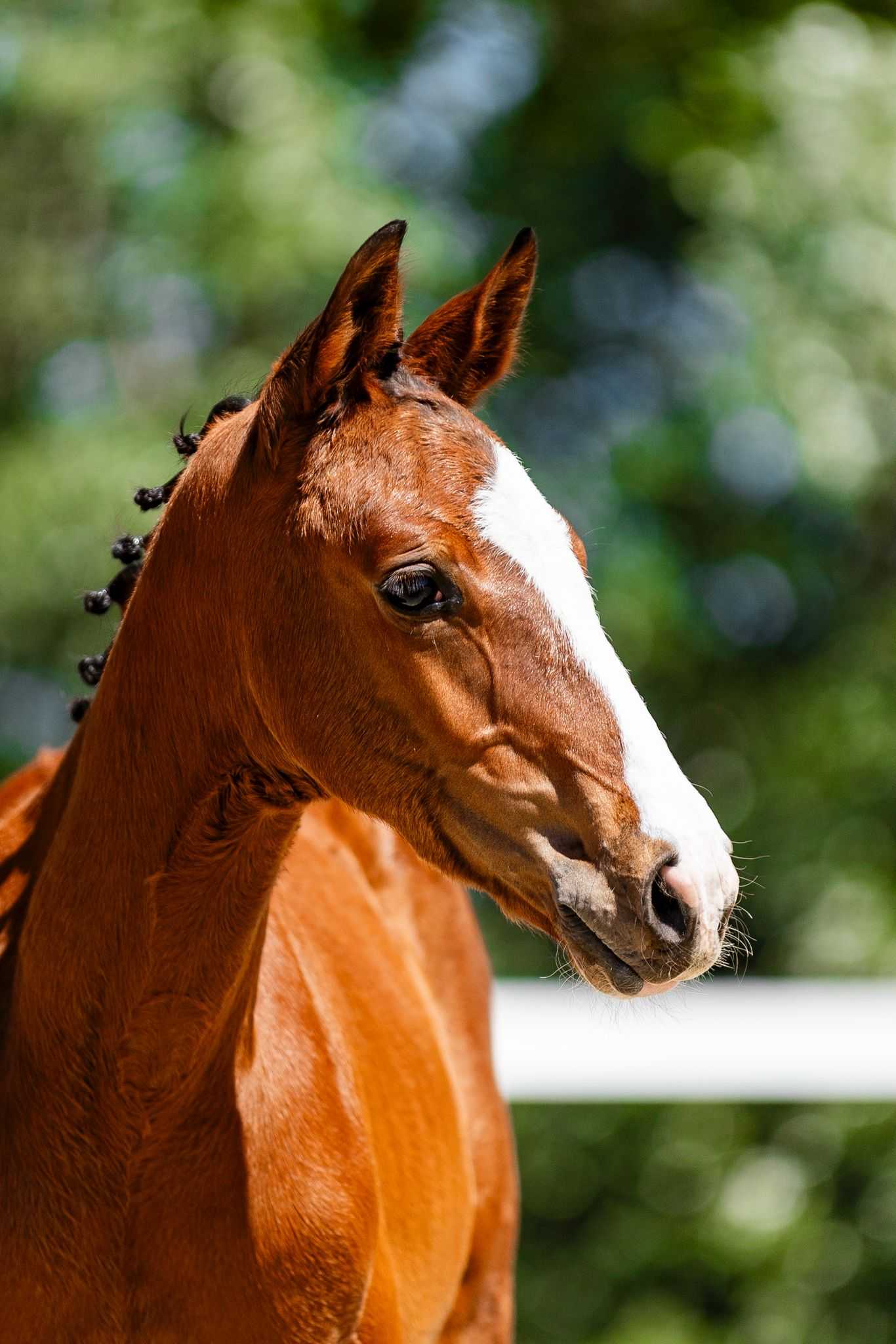 Ermillion KNT (Ermitage Kalone x Plot Blue) — HOL · Stallion · 0y