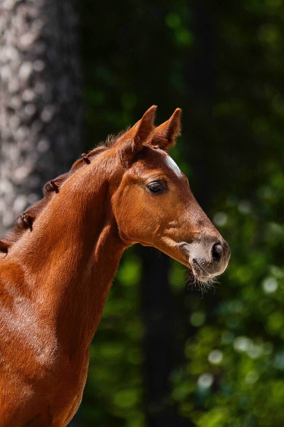 Ermitago Son (Ermitago x Casall) — Aes · Stallion · 0y